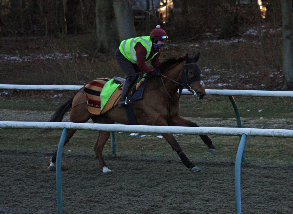 HORSEFLY 